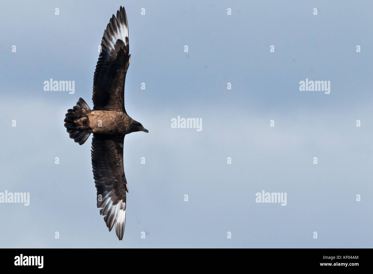 Grande Skua Stercorarius skua, in volo, Isole di Scilly, agosto Foto Stock