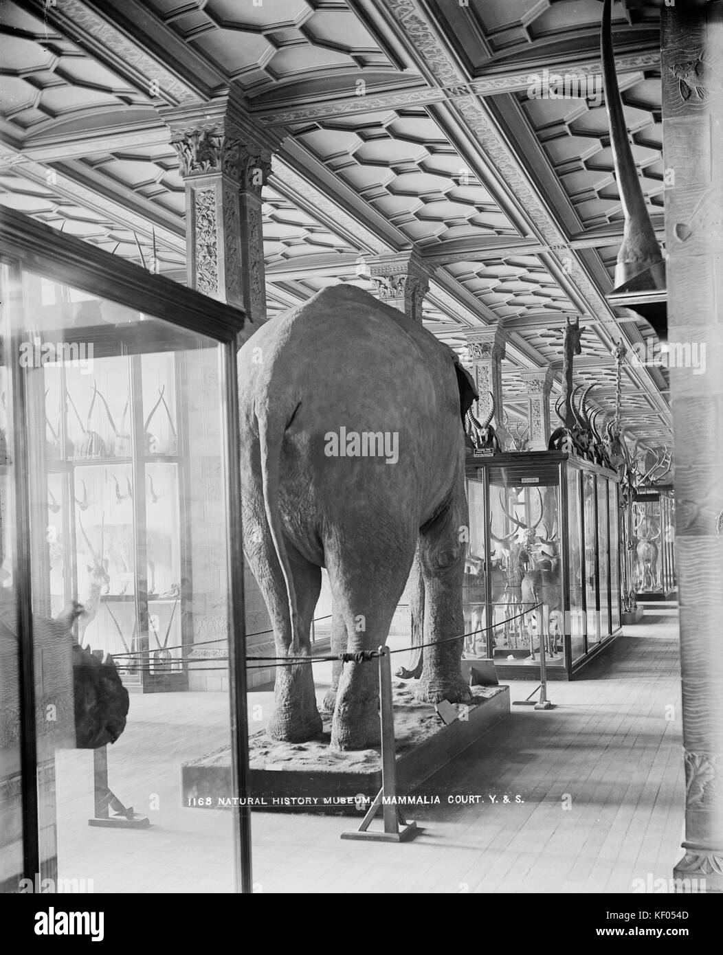 Museo di Storia Naturale, Kensington, Londra. Una vista interna della Corte mammalia guardando giù stags' corridoio e con un elefante in primo piano. Ph Foto Stock