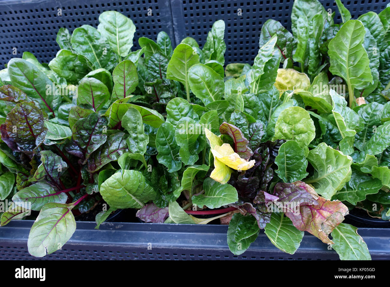 La barbabietola cresce su letto di verdure Foto Stock