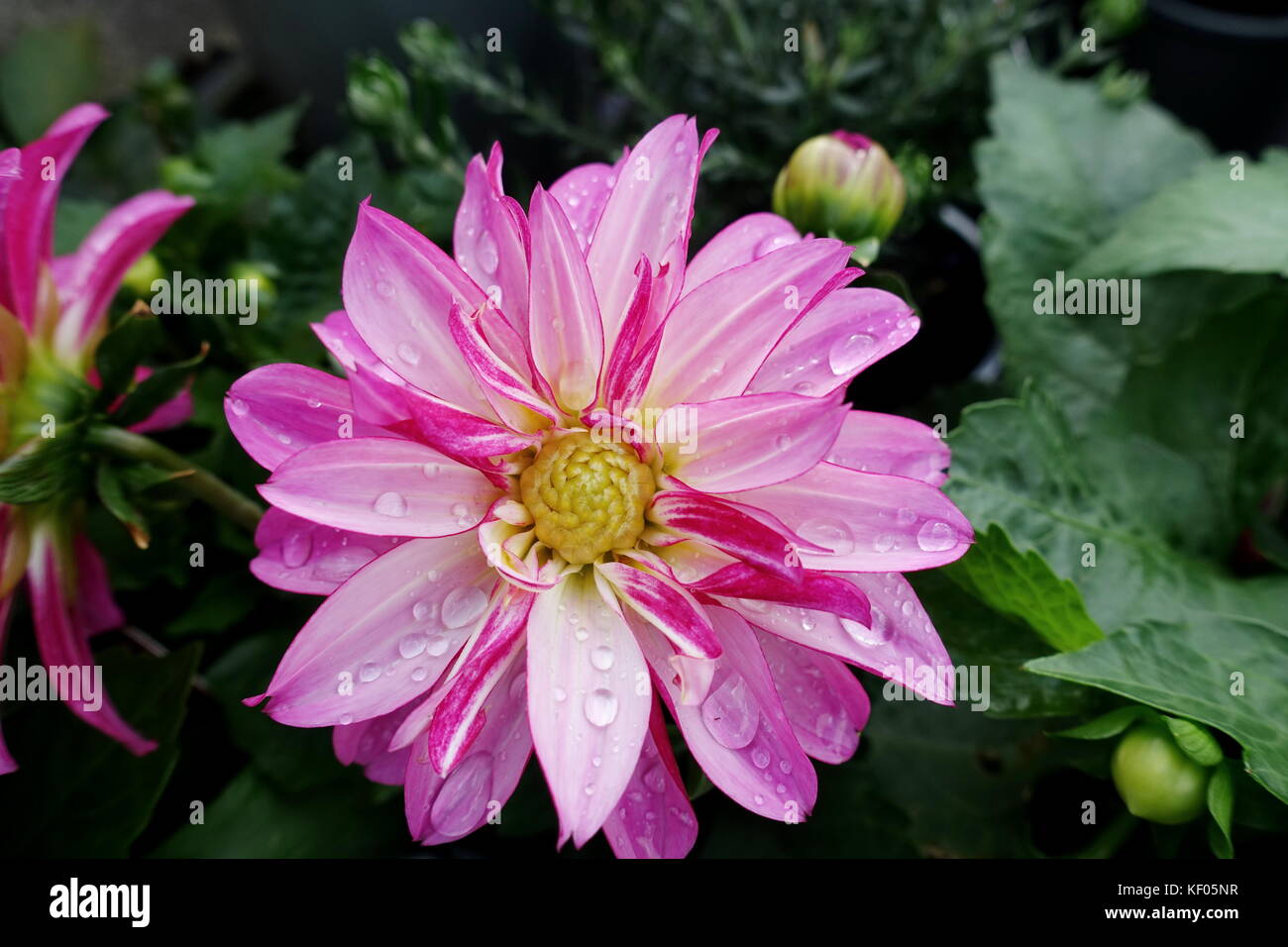 Dahlia x hybrida o noto come dahlia in piena fioritura dopo la pioggia Foto Stock