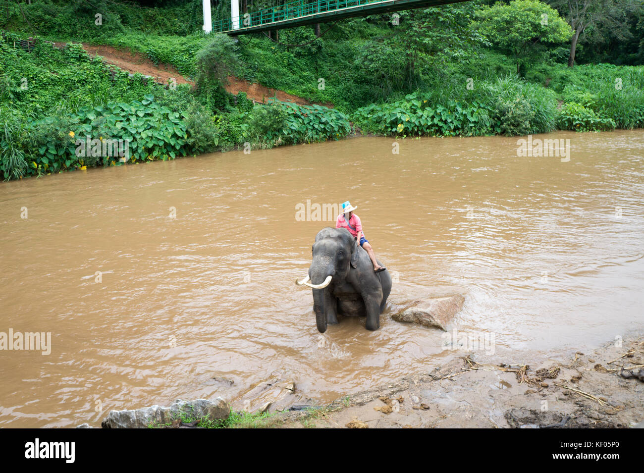 Visitare il sito Web all'maetaeng elephant park - mae taeng. mae taeng è una cittadina a 40 km a nord di chiang mai. Foto Stock