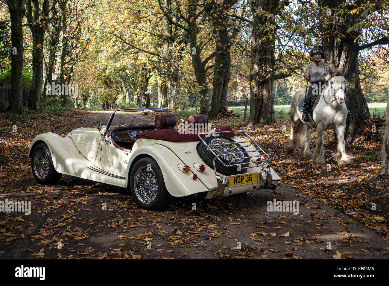 Una crema Morgan Auto sportiva fotografato in autunno e in legno di Cragg, Rawdon, Yorkshire Foto Stock