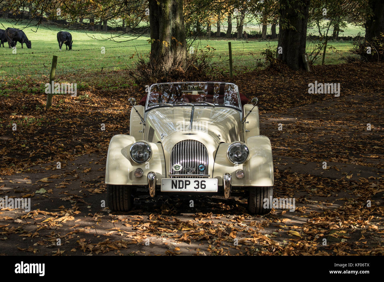 Una crema Morgan Auto sportiva fotografato in autunno e in legno di Cragg, Rawdon, Yorkshire Foto Stock
