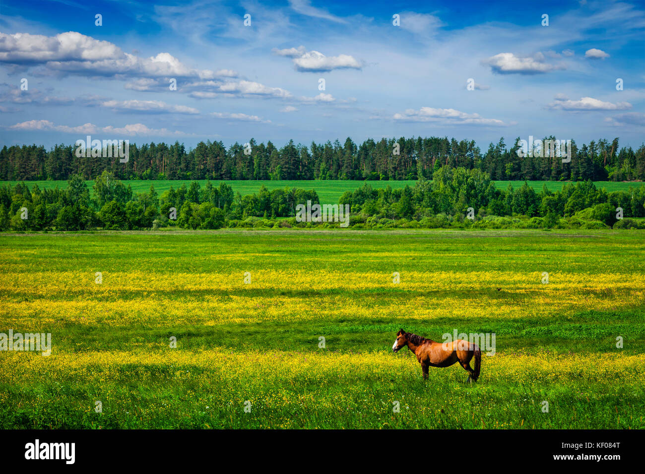 Lo scenario verde paesaggio con cavallo Foto Stock