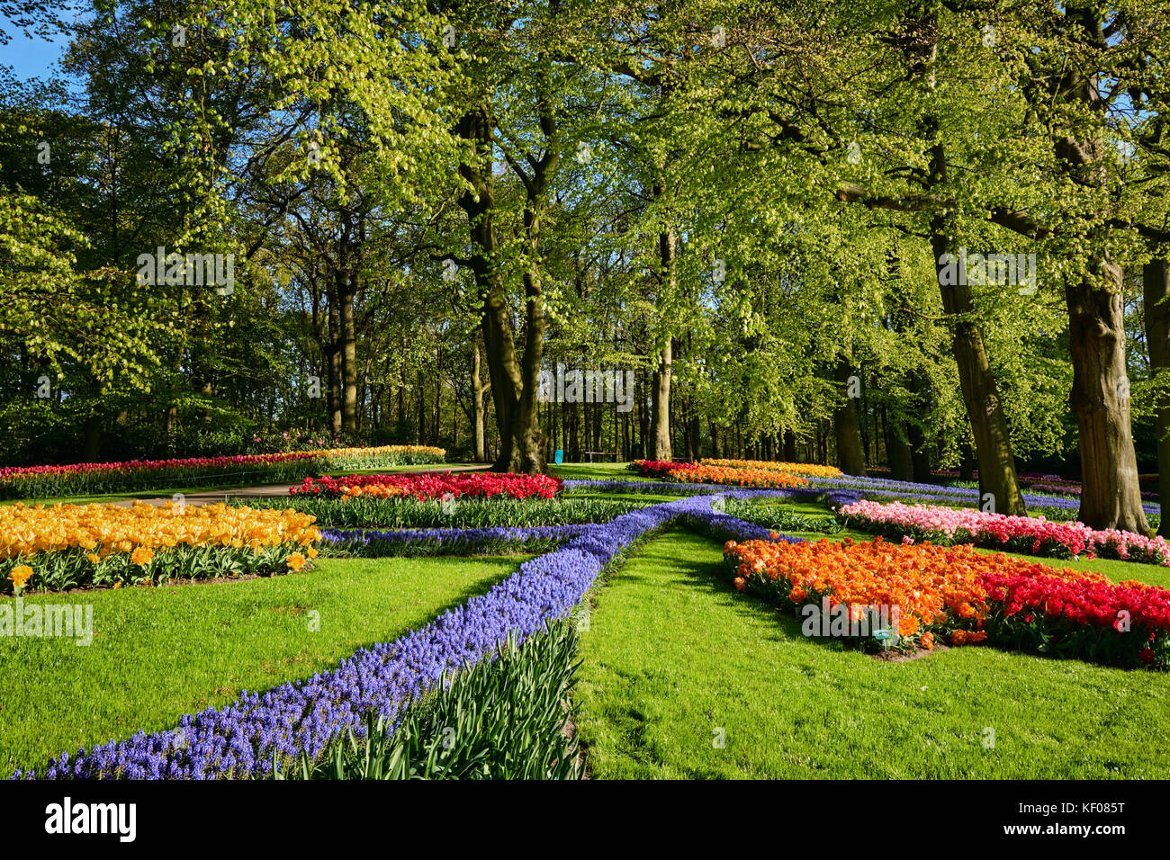 Blooming aiuole di tulipani a Keukenhof Flower Garden, Netherlan Foto Stock