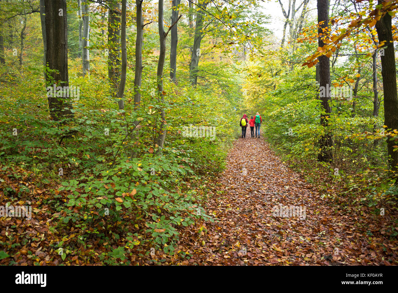 Gli escursionisti sul sentiero escursionistico in un bosco di latifoglie in una giornata uggiosa in autunno, foglie di faggi coprire il terreno. Bosco di Vienna, Austria. Foto Stock