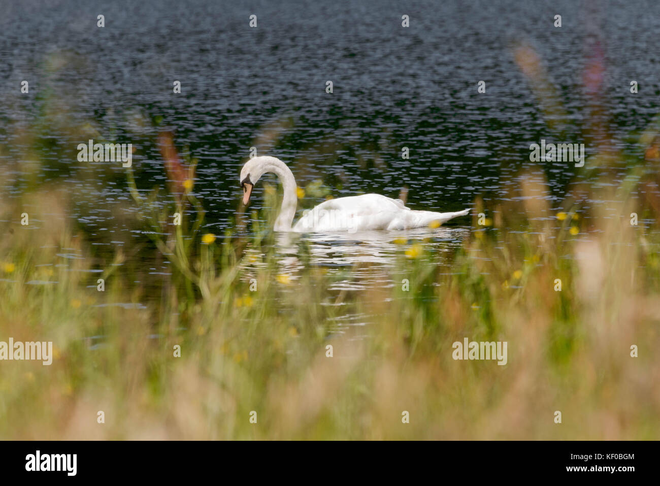 Vista di un cigno (Cygnus olor) su un lago a Llanberis, Galles Foto Stock