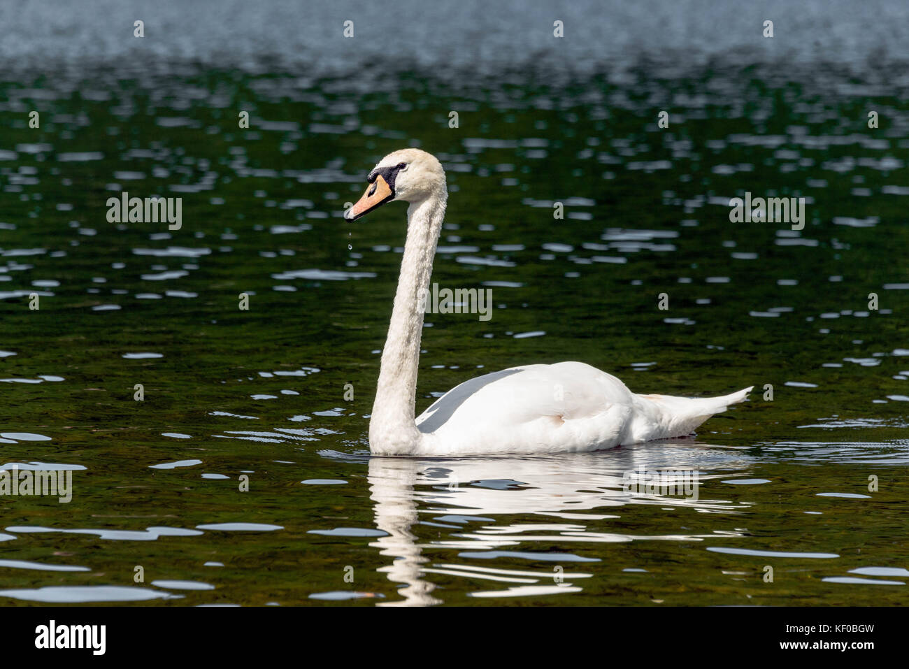 Close up di un cigno (Cygnus olor) su un lago a Llanberis, Galles Foto Stock