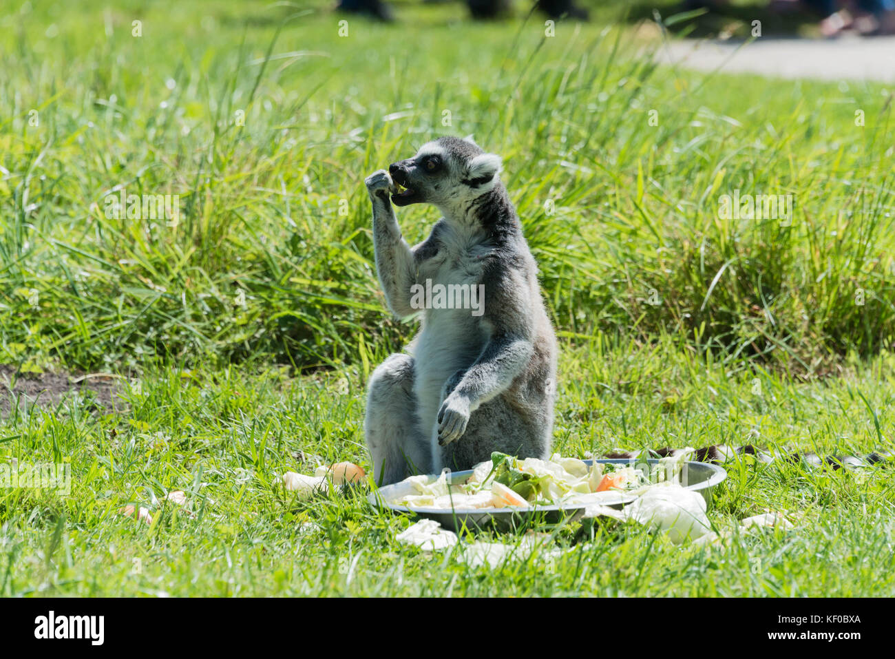 Lemure ringtailed al momento del pasto in un parco faunistico Foto Stock