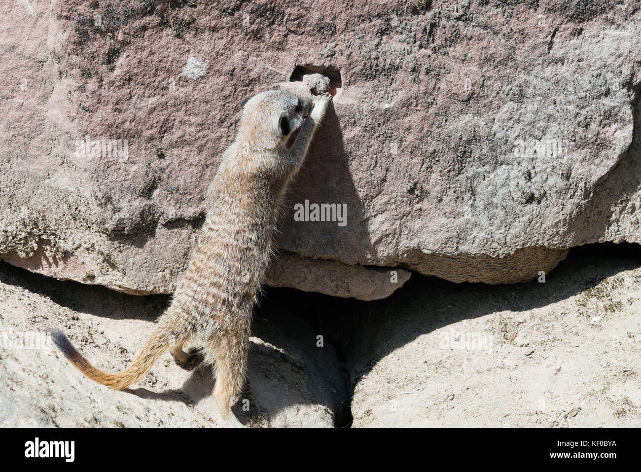 Un meerkat scavo per il cibo in un foro in una parete di roccia Foto Stock