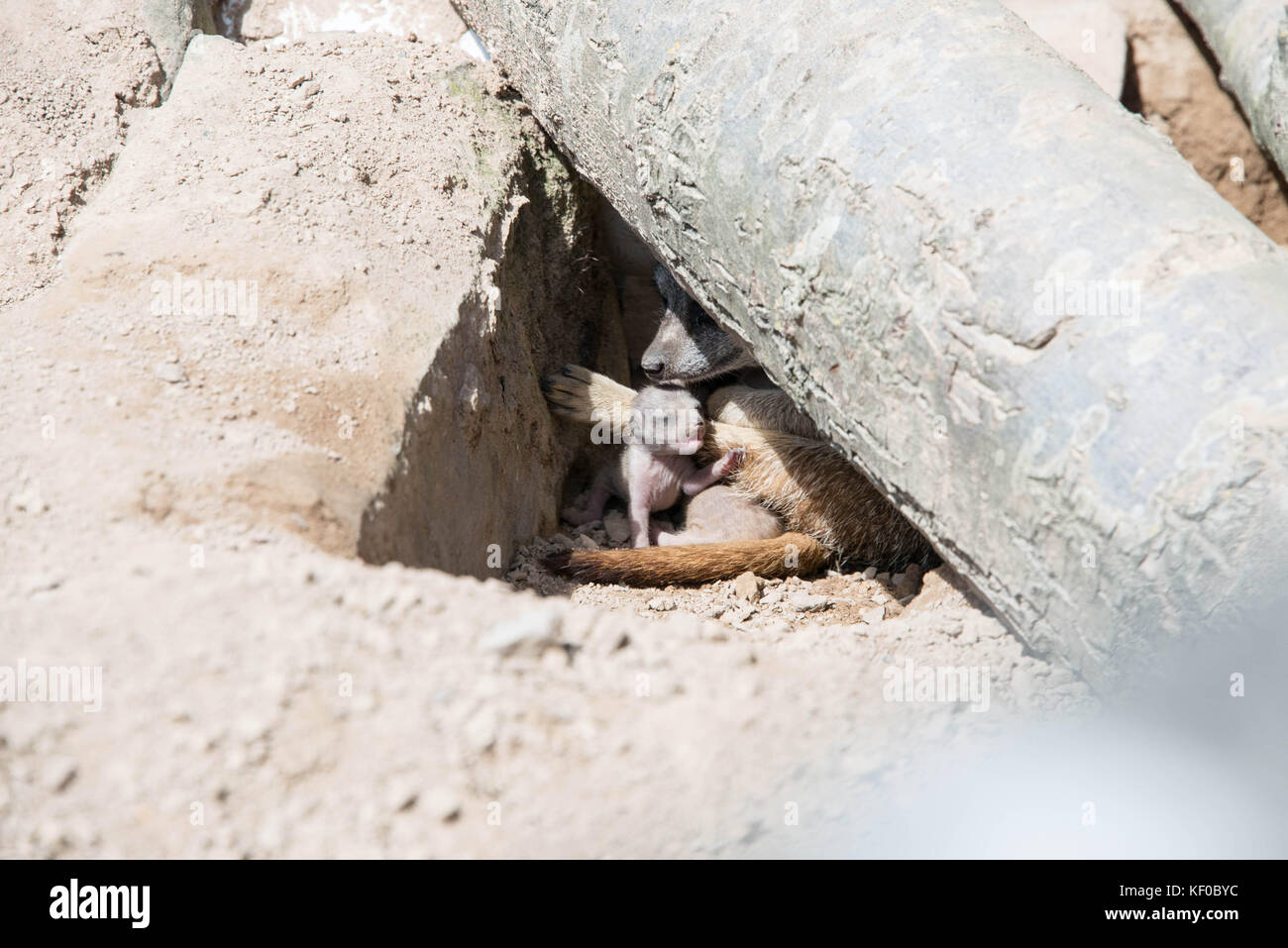 Un giovane cucciolo meerkat in den con sua madre Foto Stock