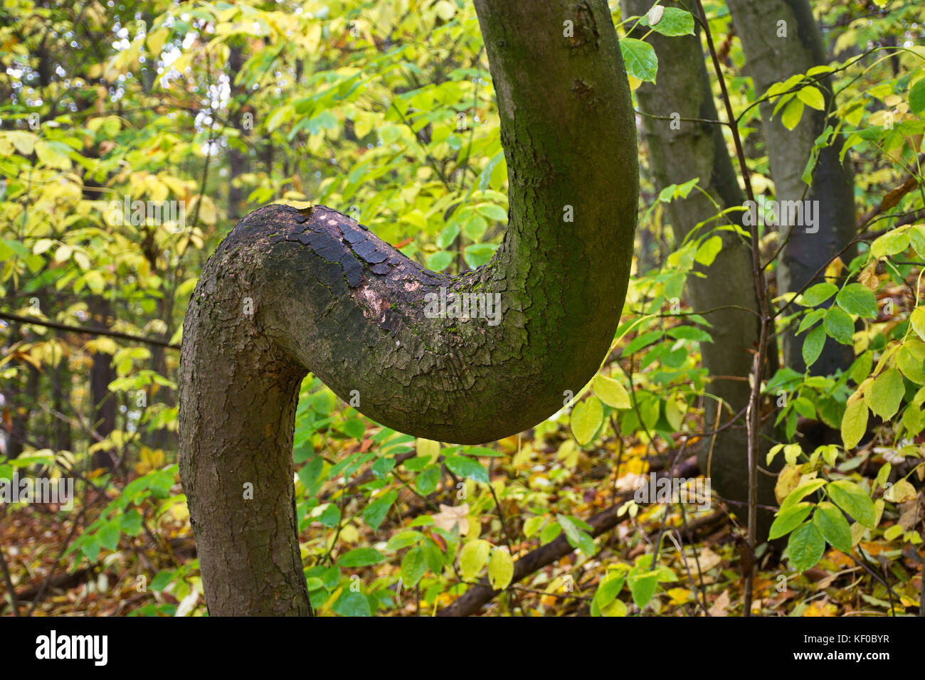 Crooked e albero curvo in un autunnale di bosco di latifoglie con il giallo e il verde fogliame in un giorno di pioggia. Foto Stock