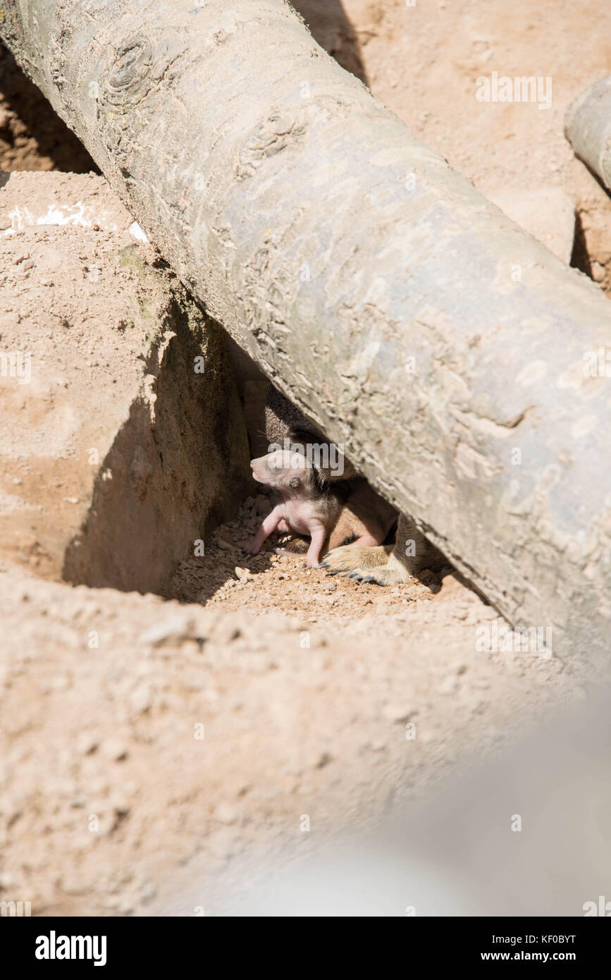 Un giovane cucciolo meerkat in den con sua madre Foto Stock