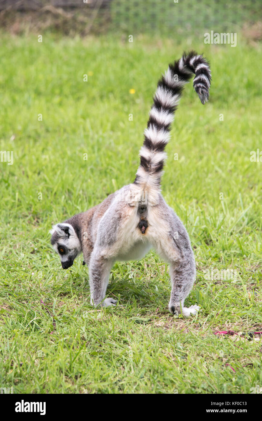 Vista posteriore di lemuri Foto Stock