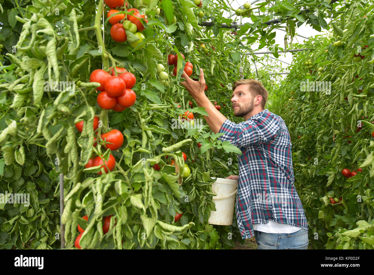 Giardiniere la raccolta i pomodori di serra Foto Stock