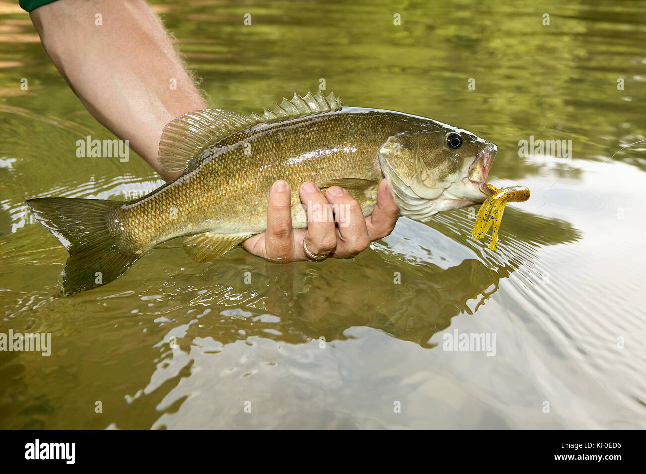 Chiudere in su su una appena catturati smallmouth ith un flure e gancio nella sua bocca nella mano di un pescatore di visualizzazione sopra l'acqua nel fiume Foto Stock