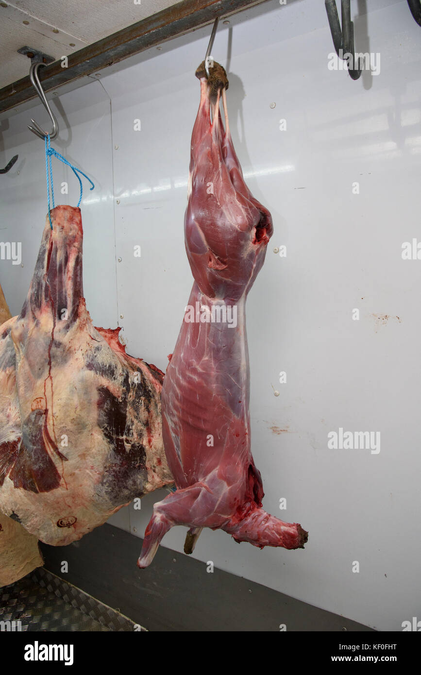 Una carcassa di cervo rosso appesa accanto a una carcassa di manzo in una stanza di refrigeratore, Dumfries, Scozia. Foto Stock