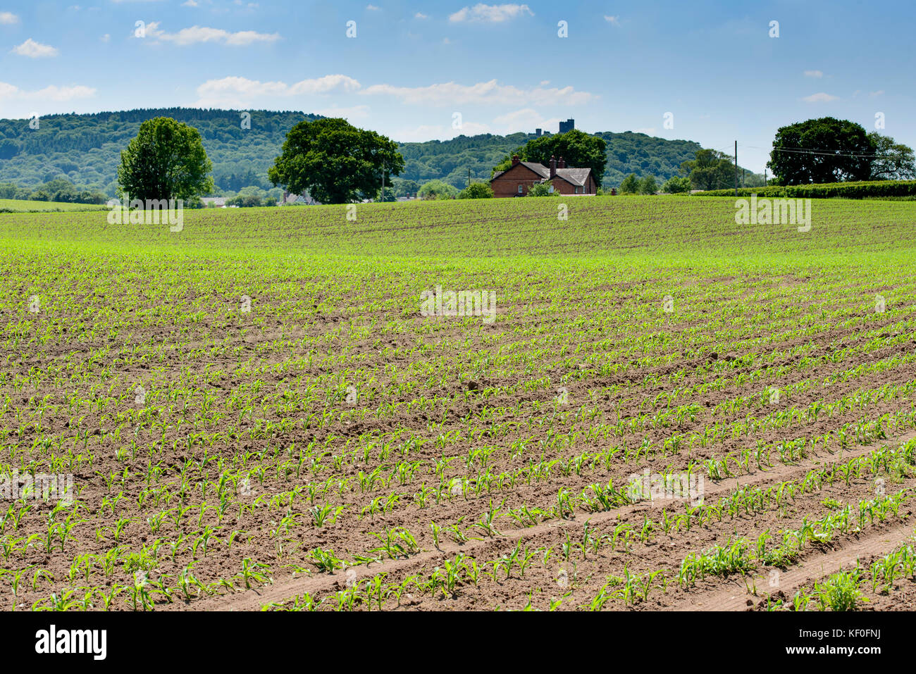 Raccolto di mais di foraggio che cresce in un campo, Beeston, Tarporley, Cheshire. Foto Stock