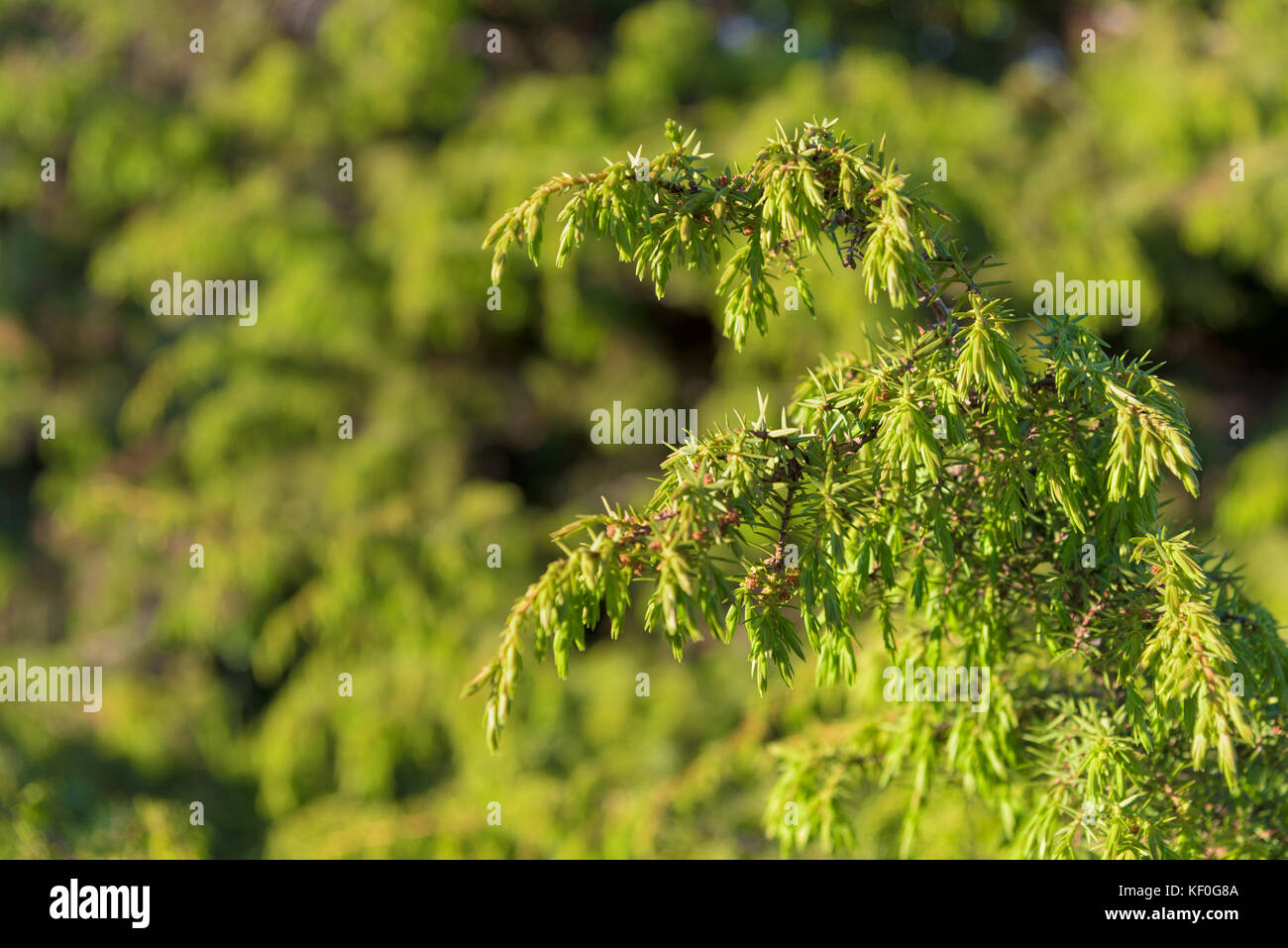 Il ginepro. juniperus communis. i rami di ginepro closeup Foto Stock