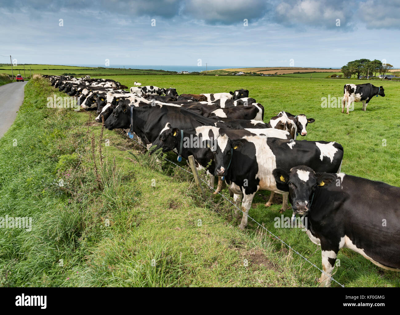 Vacche da latte Holstein, Porthgain, Pembrokeshire, Dyfed, Galles, Regno Unito. Foto Stock