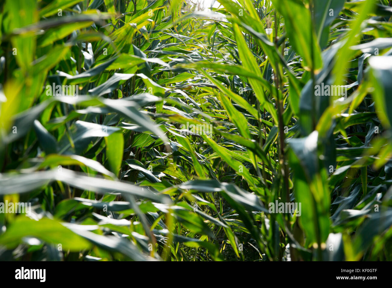Coltivazioni di mais di foraggio che crescono, Longtown, Cumbria. Foto Stock