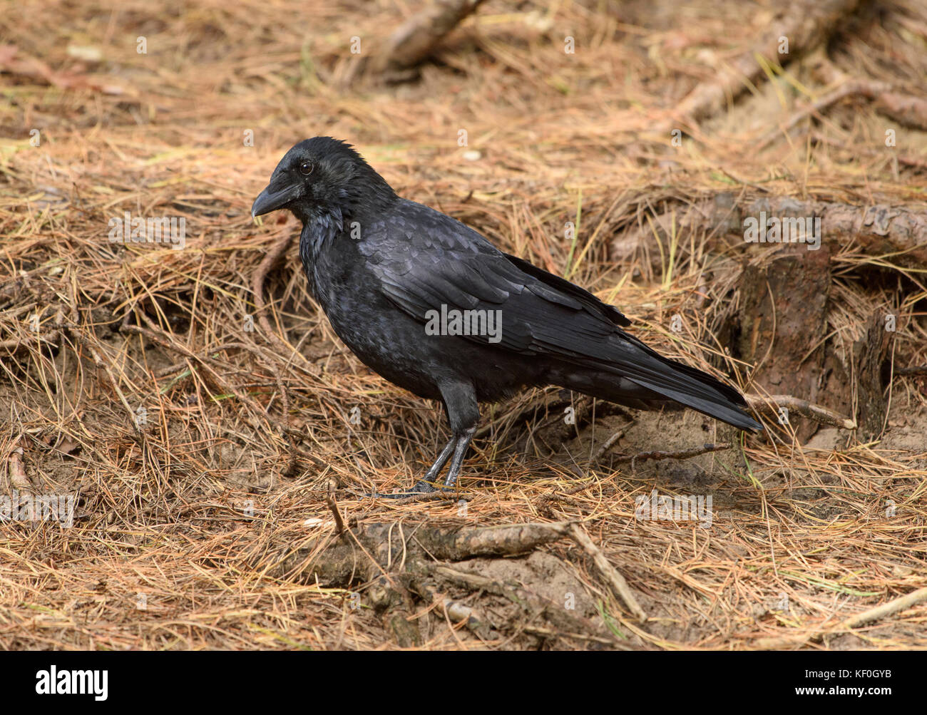 Un corvo carrabile (Corvus corone) a Formby, Sefton, Merseyside. Foto Stock