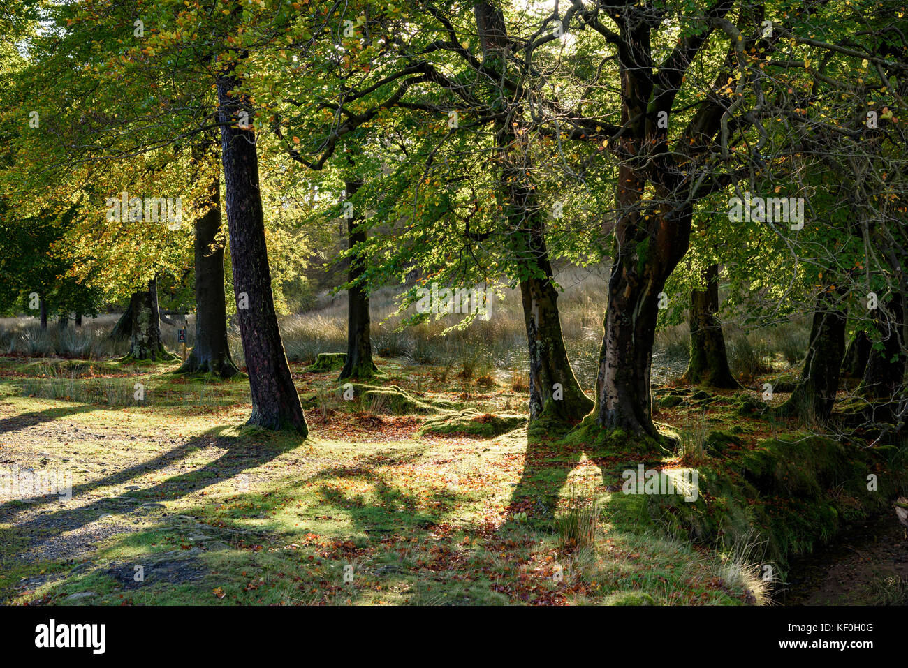 Alberi d'autunno, Marshaw, Lancaster, Lancashire. Foto Stock