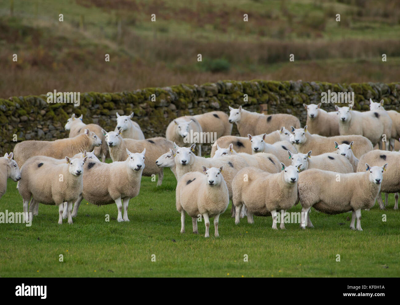 South Country Cheviot pecore, Eskdalemuir, Langholm, Dumfries e Galloway, frontiere scozzesi, Scozia. Foto Stock