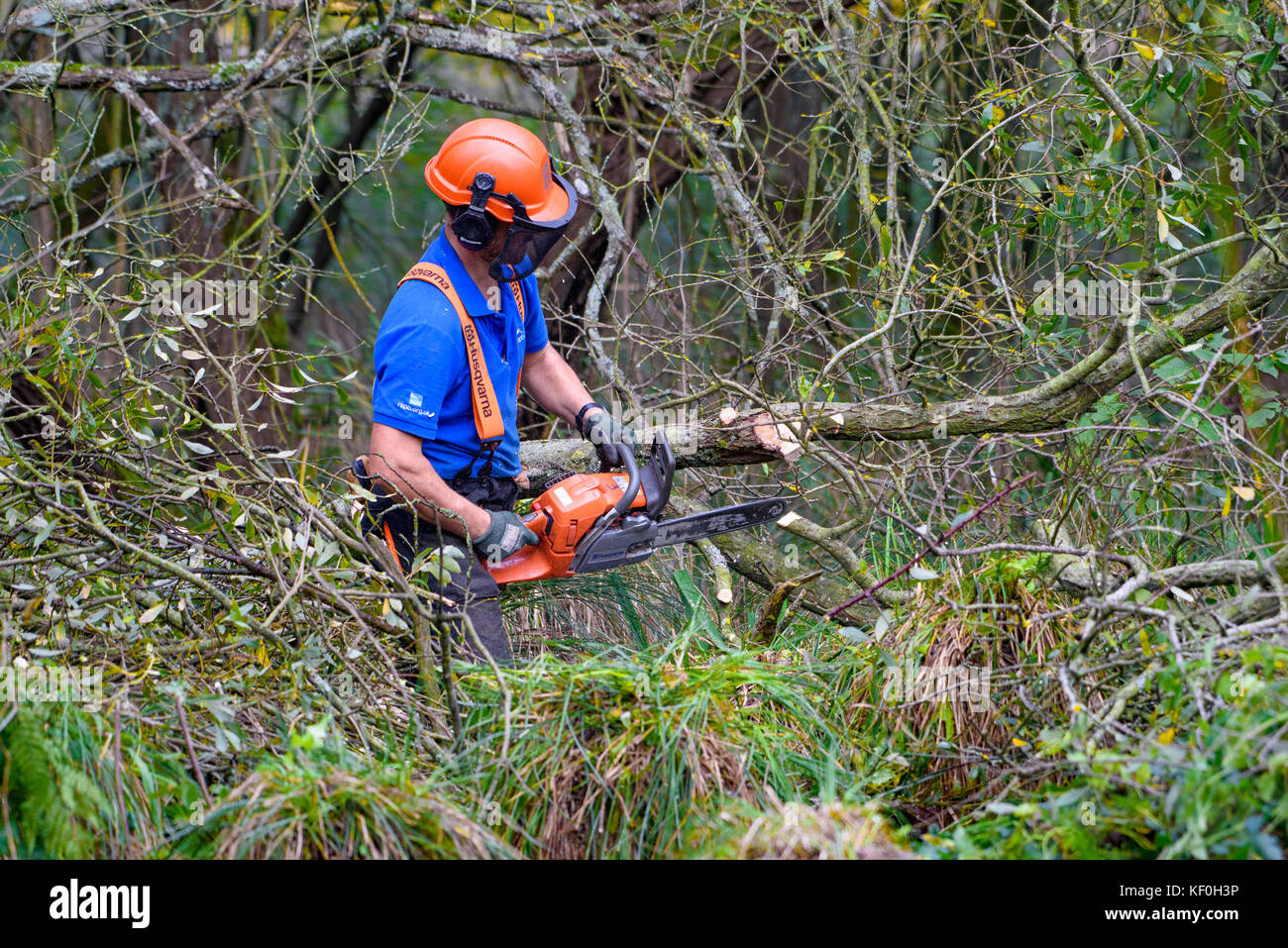 Uomo che utilizza un Husqvarna chainsaw a sottile fuori un legno, RSPB Leighton Moss, Silverdale, Carnforth, Lancashire. Foto Stock