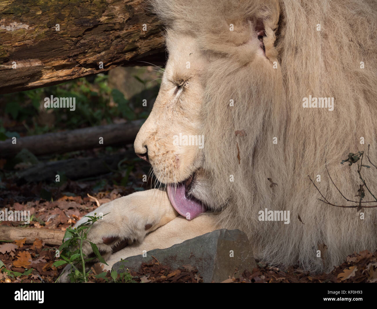 White Lion lambisce i piedi con gli occhi chiusi Foto Stock