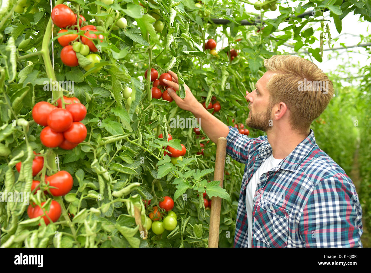 Giardiniere esaminando i pomodori di serra Foto Stock