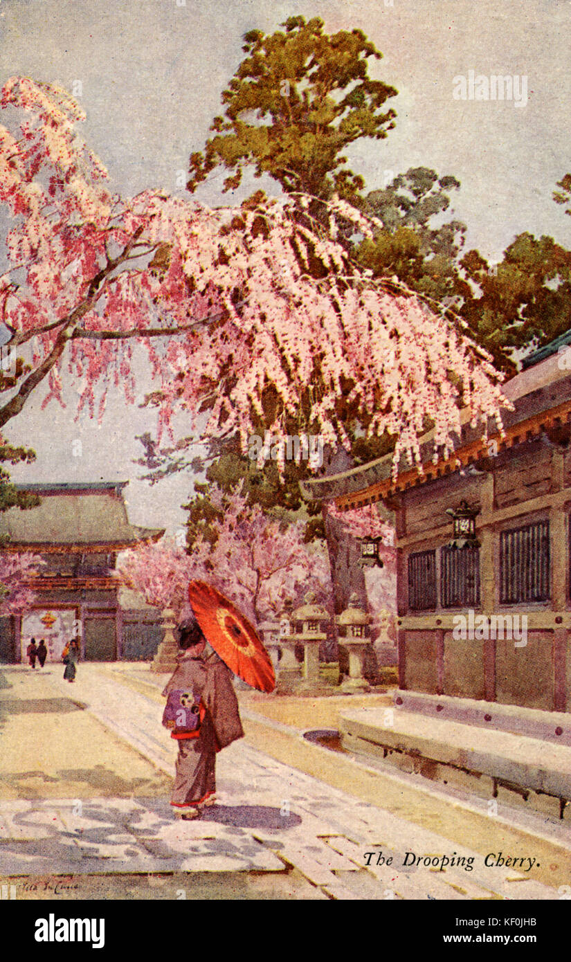 "Il ciliegio e chino', fiori di ciliegio, Giappone. Dalla serie " Fiori e Giardini del Giappone " da Ella Du della canna da zucchero. (1874-1943) cartolina. Foto Stock