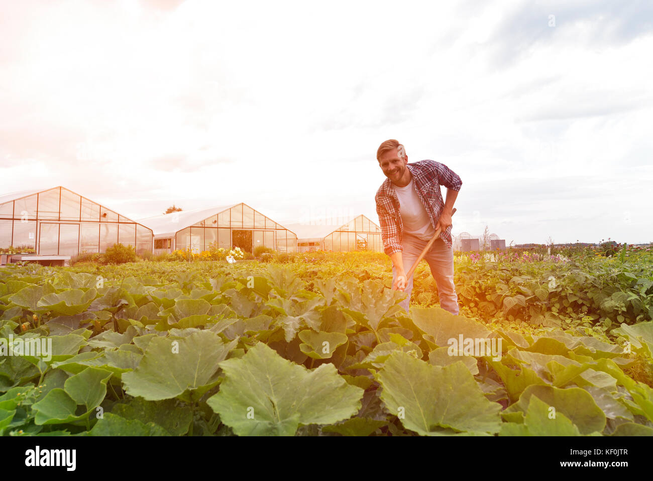 Agricoltore bei der Arbeit auf dem Feld in der Landwirtschaft - Gemüseanbau Foto Stock