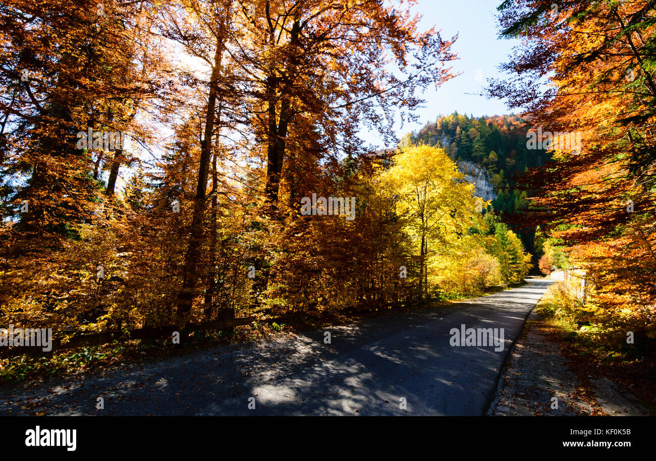 In autunno il fogliame dorato sulla giornata di sole sulla campagna rumeno Foto Stock