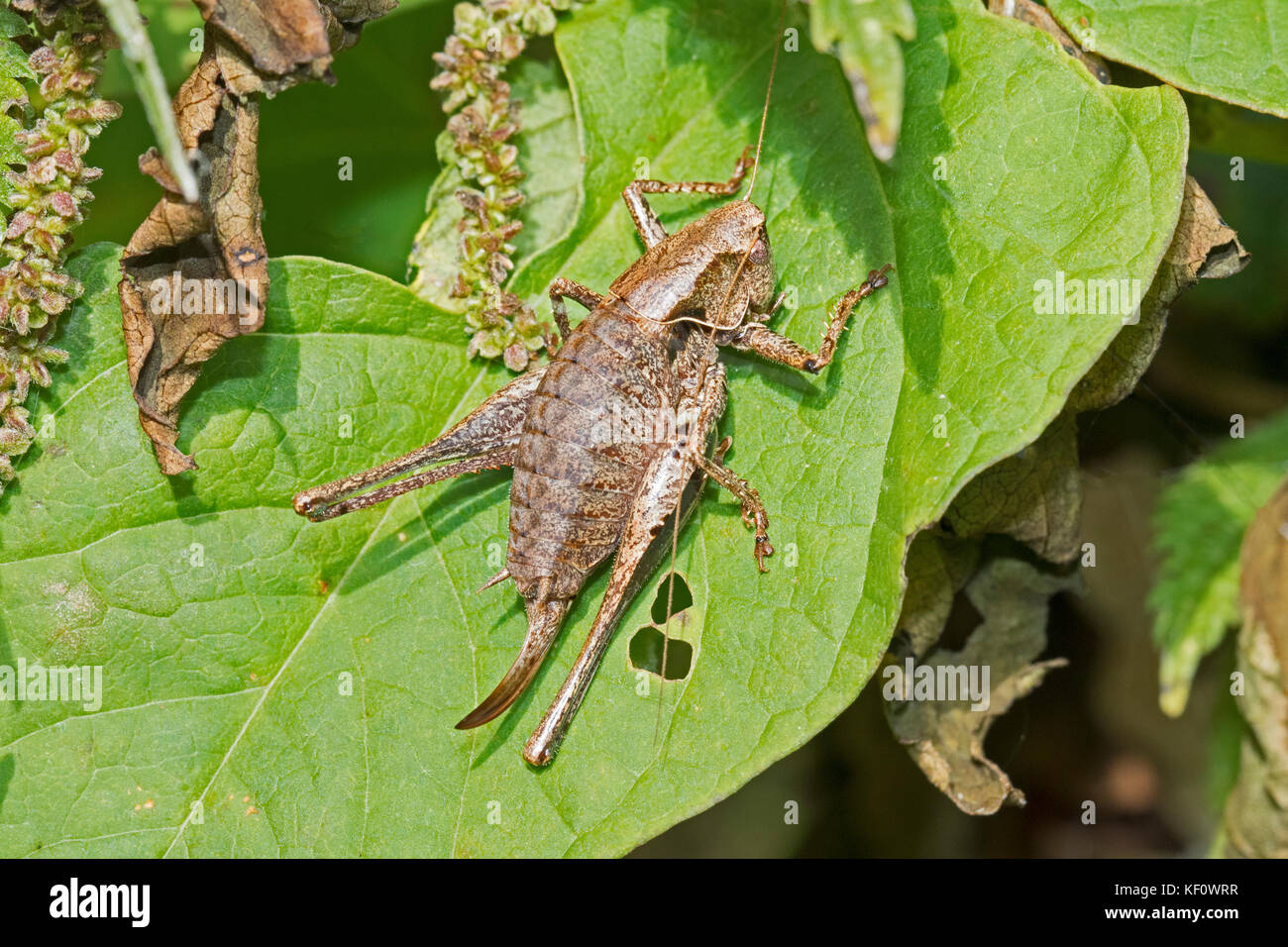 Femmina bussola scuro-cricket (pholidoptera griseoaptera) Foto Stock