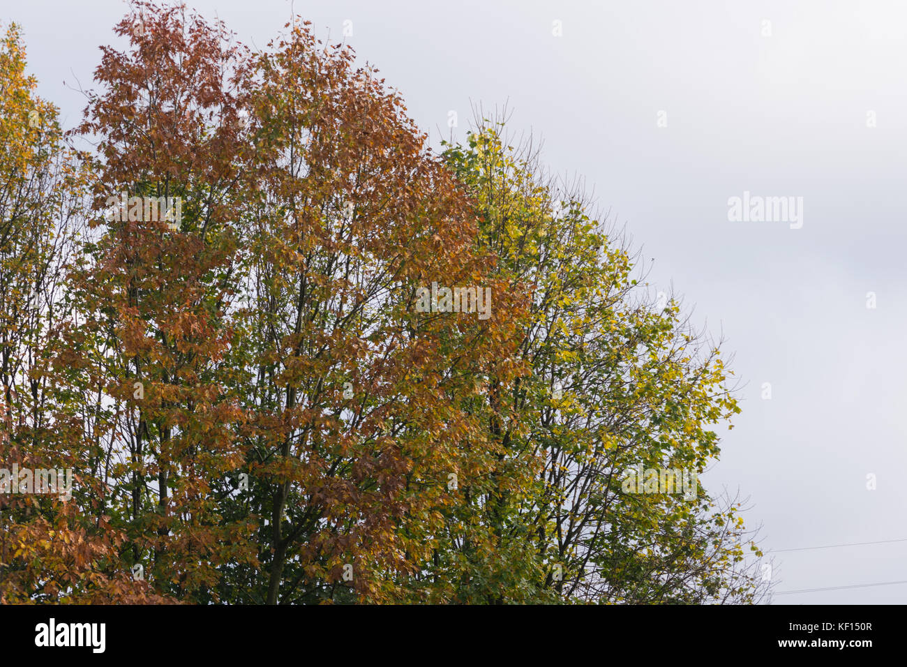 Natura 2000 Głebowice, Polonia, l'Europa. Albero in autunno sun. 24 ott 2017, un altro giorno di sole del polacco autunno dorato. Alberi in tavolozza di colori. Meteo incoraggia attivo un modo di trascorrere il tempo. Credito: w124merc / Alamy Live News Foto Stock