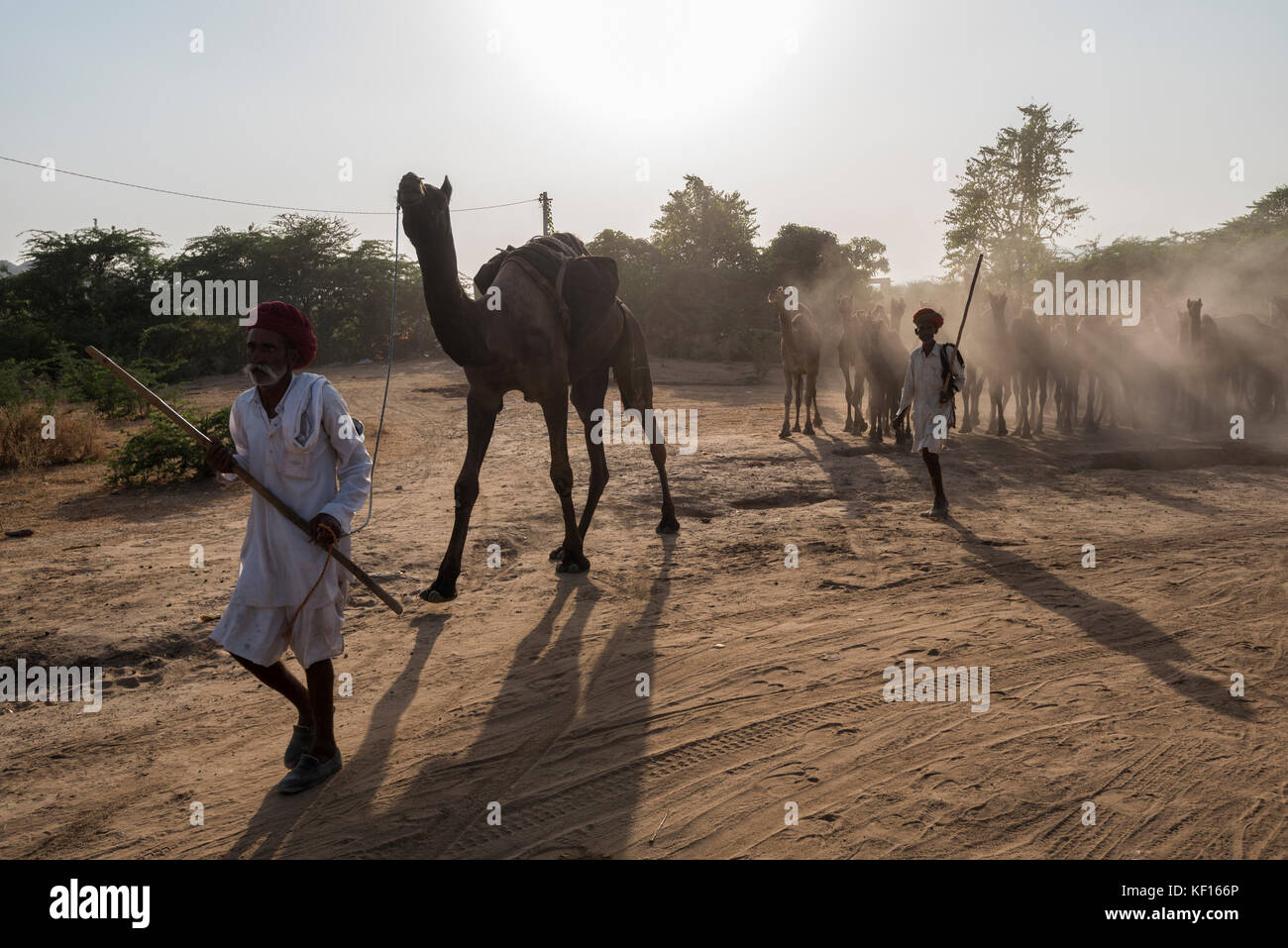 Pushkar, India. 24 ottobre, 2017. pushkar camel fair. allevatori di cammelli portando i cammelli per la fiera dai loro villaggi e spesso richiede giorni o settimane per alcune persone per raggiungere la fiera dai loro villaggi lontani. e queste persone campe in fiera stesso finché la fiera è completata. che andrà uno per circa dieci giorni. Credito: ravikanth kurma/alamy live news Foto Stock