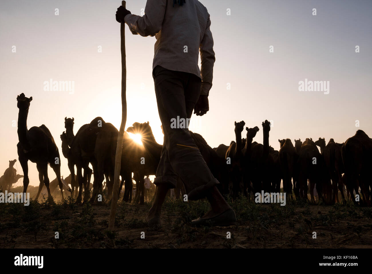 Pushkar, India. 24 ottobre, 2017. pushkar camel fair. un allevatore assicurandosi che i suoi cammelli non stanno andando al di fuori della sua vista. Credito: ravikanth kurma/alamy live news Foto Stock