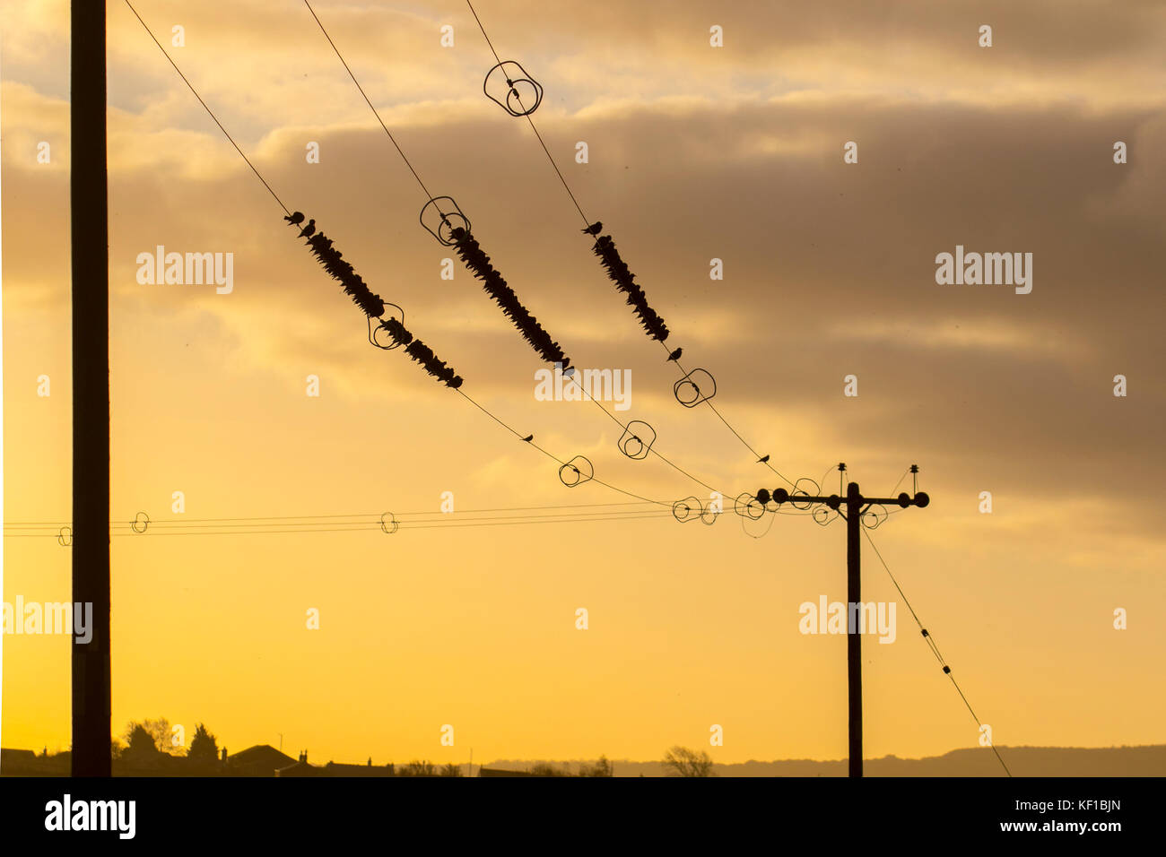 Southport, Lancashire. 25 ott 2017. Regno Unito Meteo. Starling mumuration all'alba come gruppi di questi uccelli gregaria huddle insieme per catturare i raggi caldi della mattina presto all'alba, e collettivamente cercare cibo, riparo e la sicurezza nei campi. Questo comportamento di floccaggio chiamato "allestimento", avviene nella migrazione di uccelli e uccelli offre protezione dai predatori, come fa seduto vicino insieme, o staging. Credito: MediaWorldImages/Alamy Live News Foto Stock