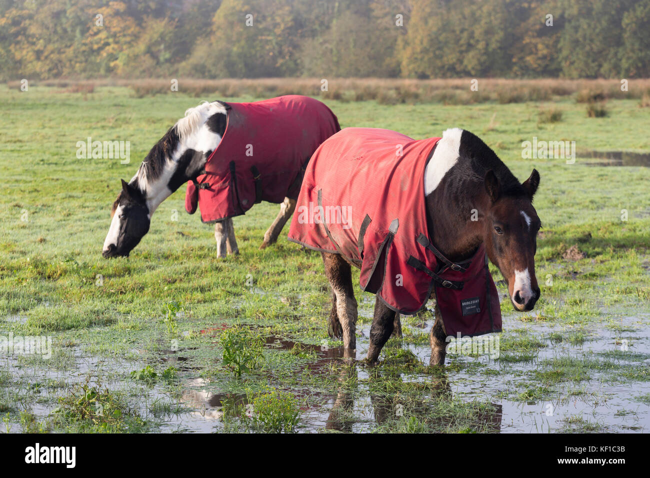 Cavalli e pony pascolare sui prati saturo di acqua nei pressi del fiume Towy in Carmarthen Foto Stock