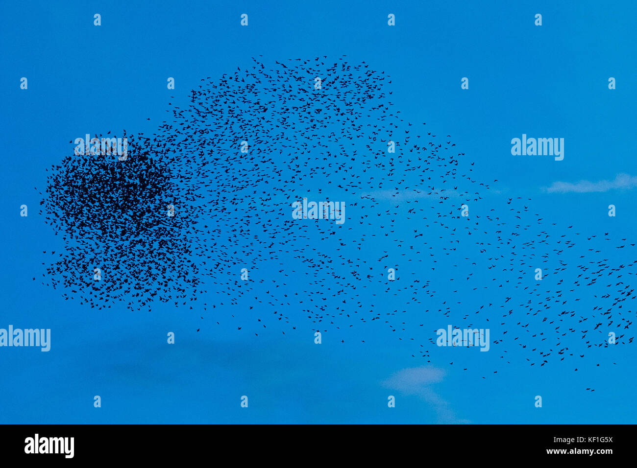 Aberystwyth Galles Regno Unito, mercoledì 25 ottobre 2017 Regno Unito Meteo: Migliaia di piccoli starlings che volano e si tuffano in ‘murmurmurations’ di intricati motivi nel cielo sopra Aberystwyth prima di recarsi per la notte sotto il mare della città mentre il sole tramonta sulla baia di Cardigan . Dopo aver trascorso i mesi estivi in Scandinavia, gli stormi di stelle migratorie hanno iniziato a tornare ai loro rifugi invernali nella foto del Regno Unito © Keith Morris / Alamy Live News Foto Stock