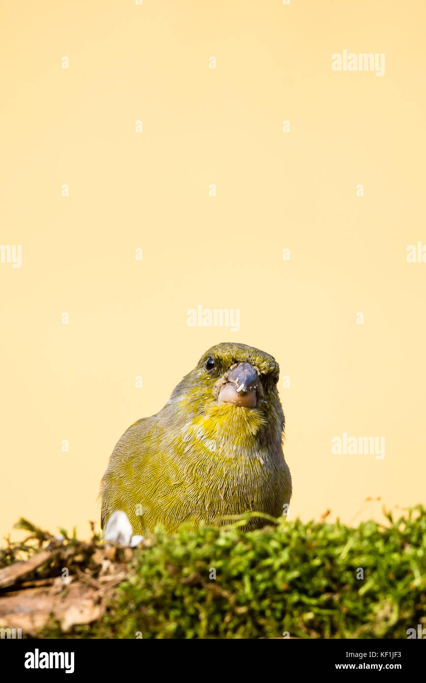 Foto verticale di unico europeo maschio verdone songbird. bird con verde, giallo e grigio piume si siede dietro il ramo coperti da MOSS. bird ha dir Foto Stock