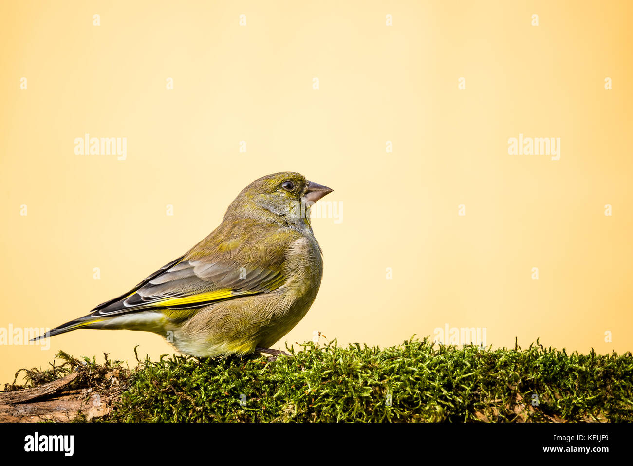 Foto orizzontale di unico europeo maschio verdone songbird. bird con verde, giallo e grigio piume si siede dietro il ramo coperti da MOSS. influenza è o Foto Stock
