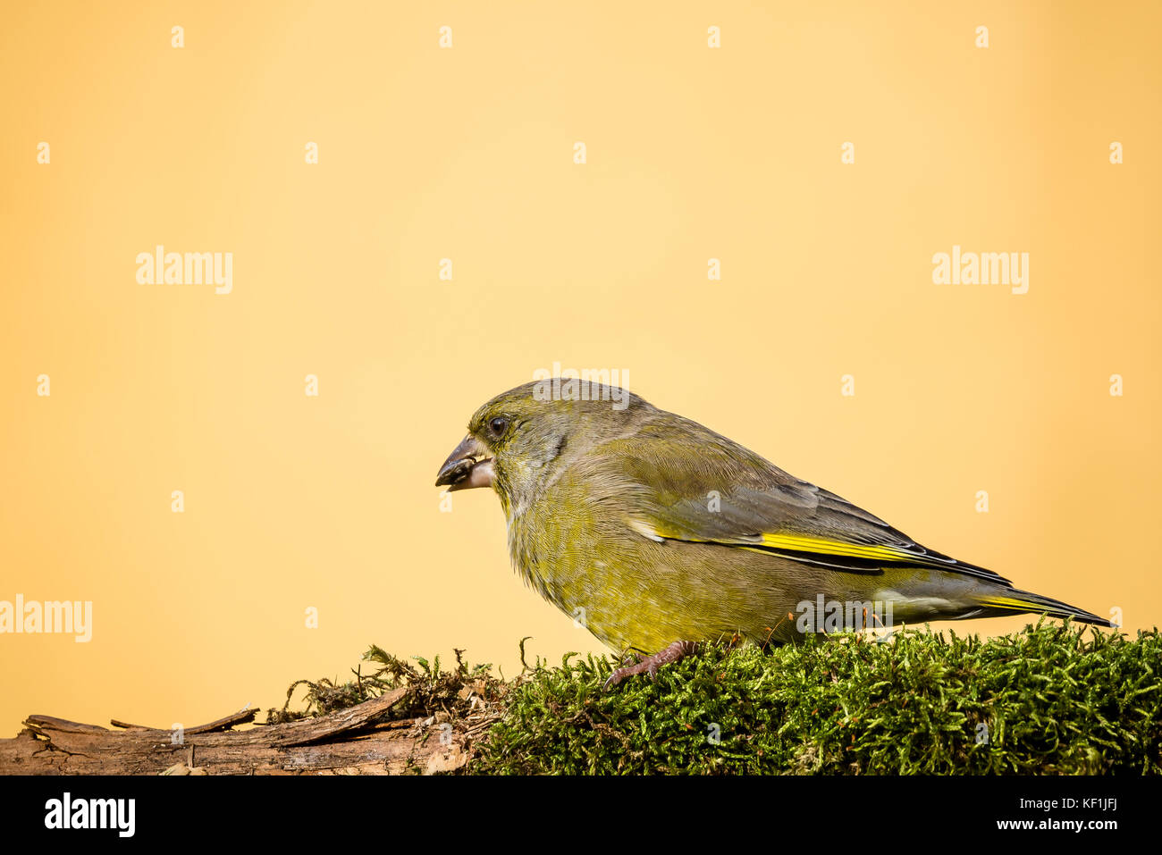 Foto orizzontale di unico europeo maschio verdone songbird. bird con verde, giallo e grigio piume si siede dietro il ramo coperti da Moss e mangiare di Sun Foto Stock