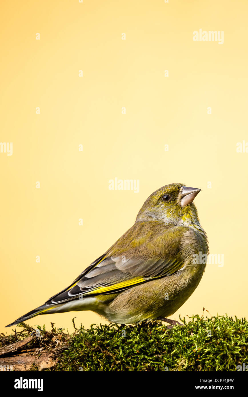 Foto verticale di unico europeo maschio verdone songbird. bird con verde, giallo e grigio piume si siede dietro il ramo coperti da MOSS. influenza è su Foto Stock