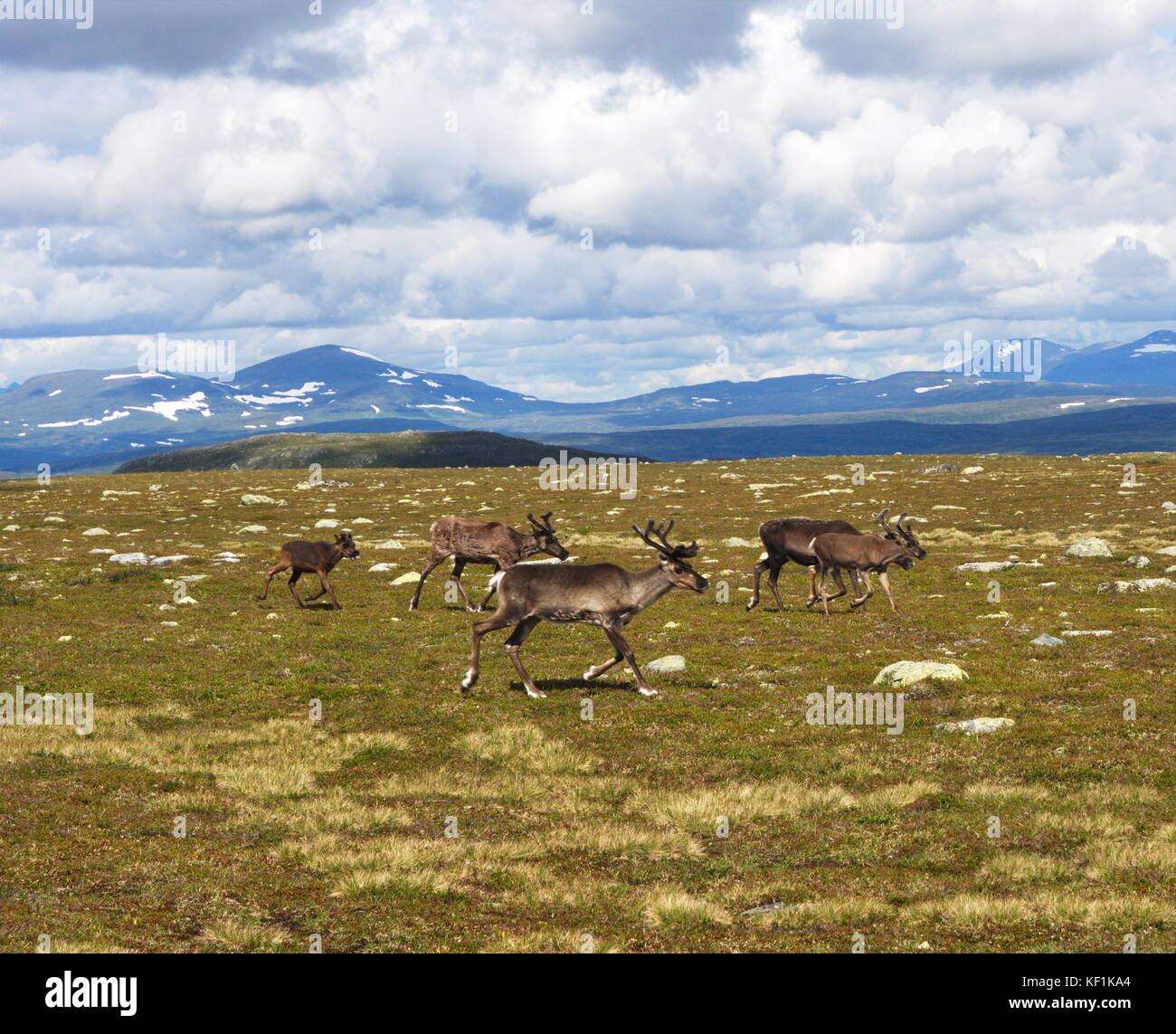 Le renne nelle montagne svedese in härjedalen Foto Stock