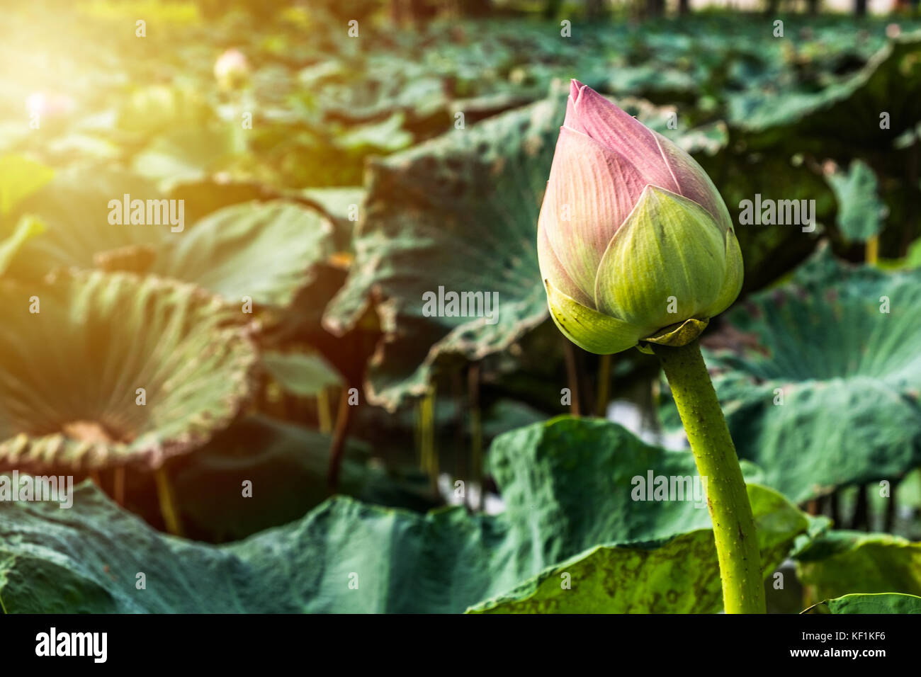 Pink lotus bud (roseum plenum) nel mornig sun. Foto Stock