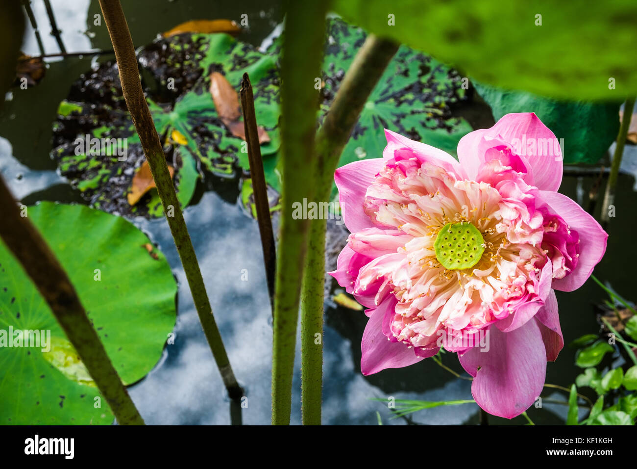 Pink lotus(roseum plenum) fiorire nella palude. Foto Stock