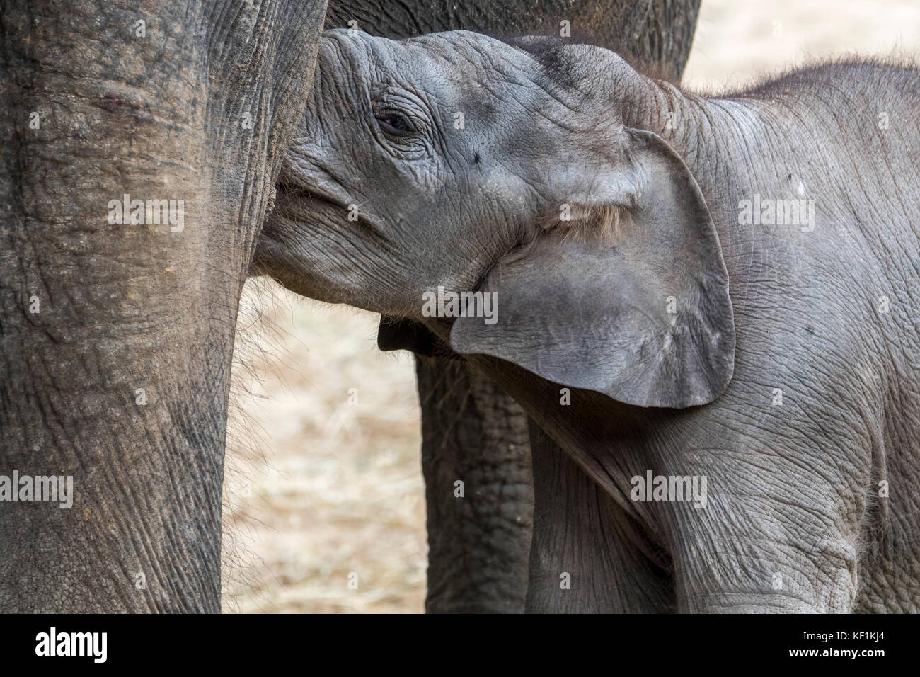 Elefante asiatico / elefante asiatico (Elephas maximus) femmina / mucca nursing carino tre settimane di vitello vecchia Foto Stock