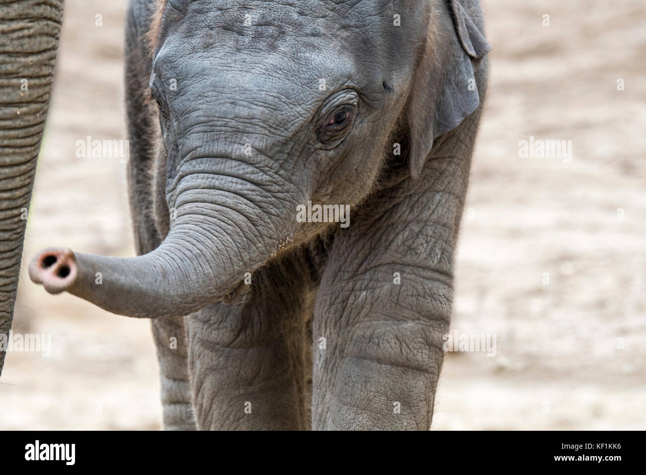 Close up carino tre settimane vecchio elefante asiatico / elefante asiatico (Elephas maximus) vitello Foto Stock